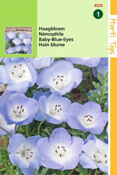 baby blue eyes (Nemophila menziesii) 500 seeds HT